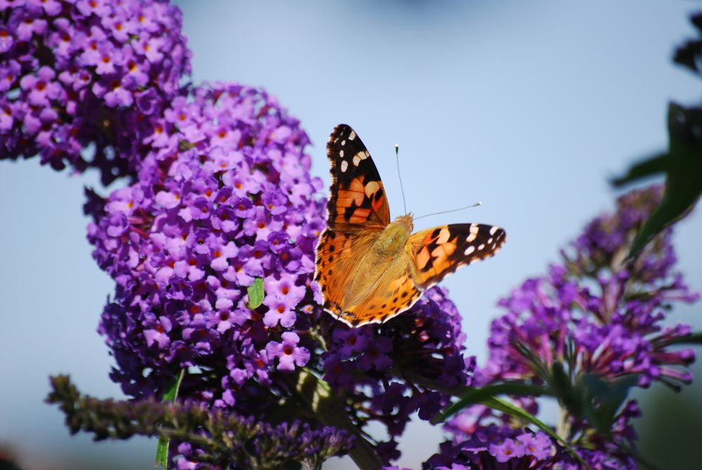 Schmetterling