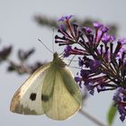 Schmetterling