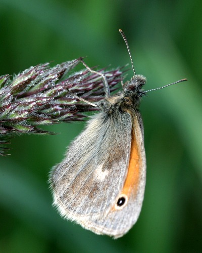 Schmetterling?