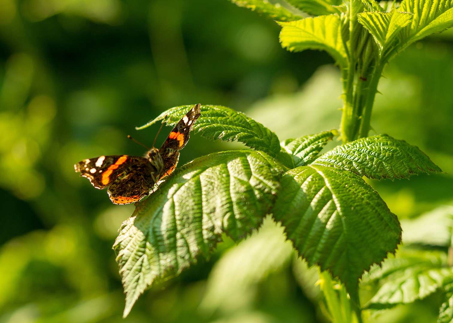 Schmetterling