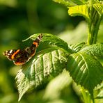 Schmetterling