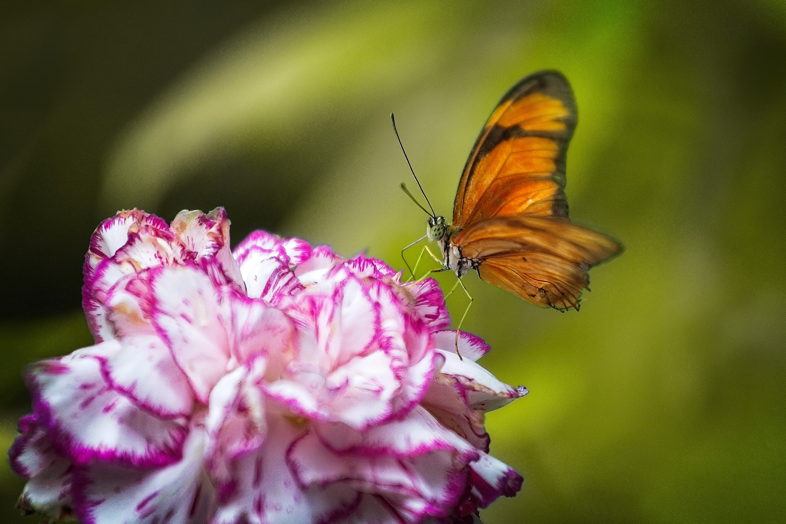 Schmetterling