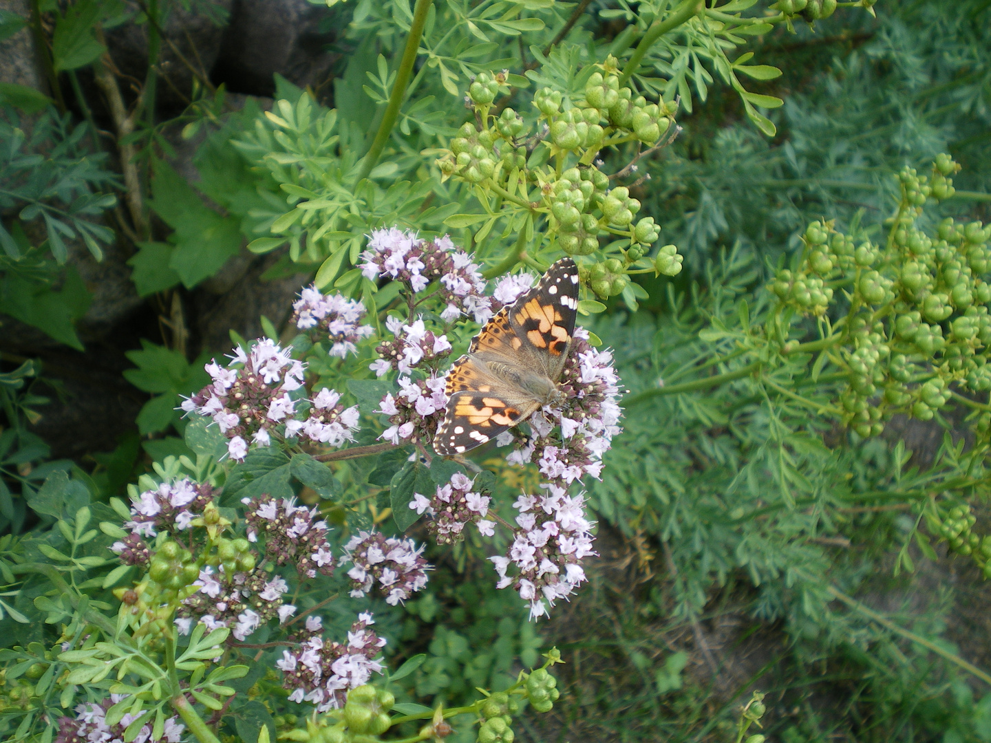 Schmetterling