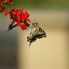 Schmetterling