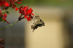 Schmetterling