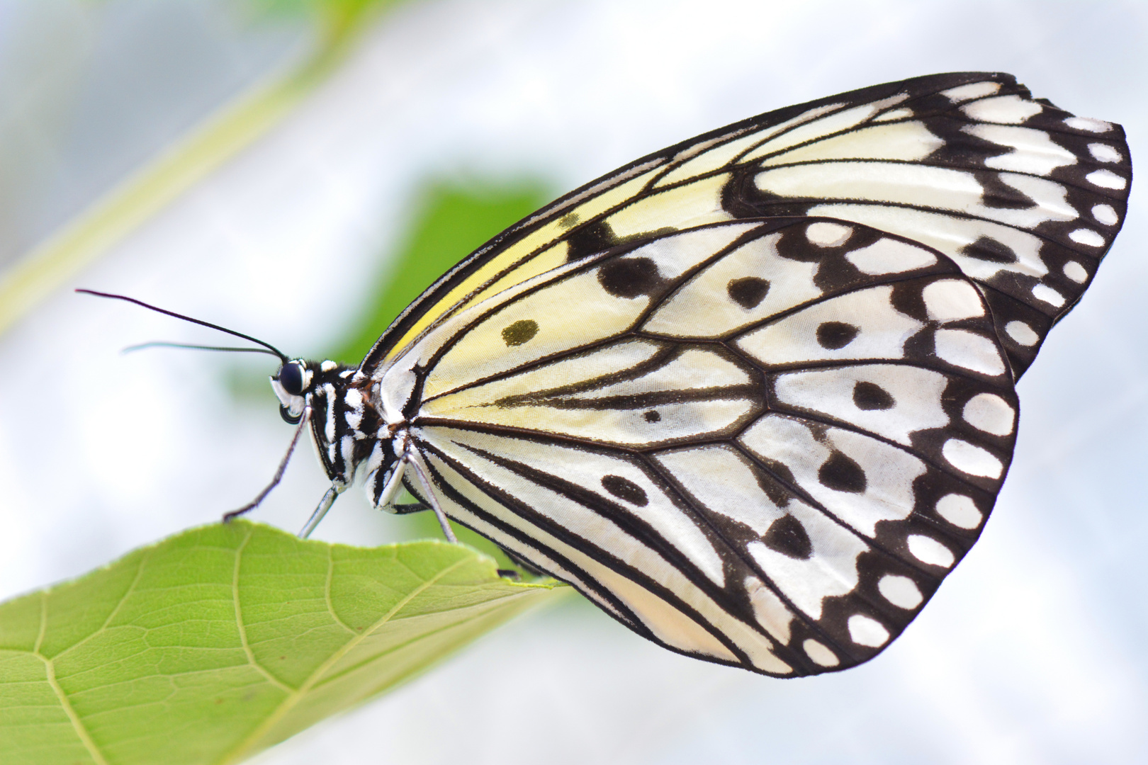 Schmetterling