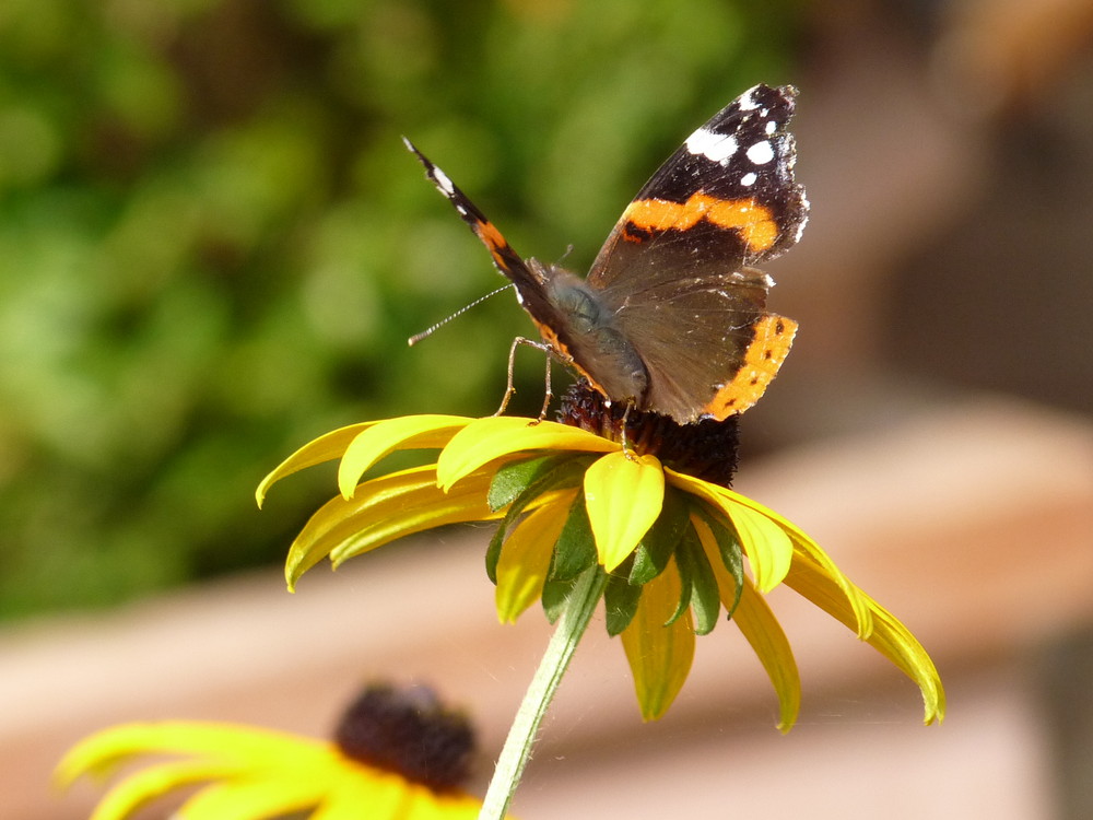 Schmetterling