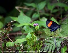 Schmetterling