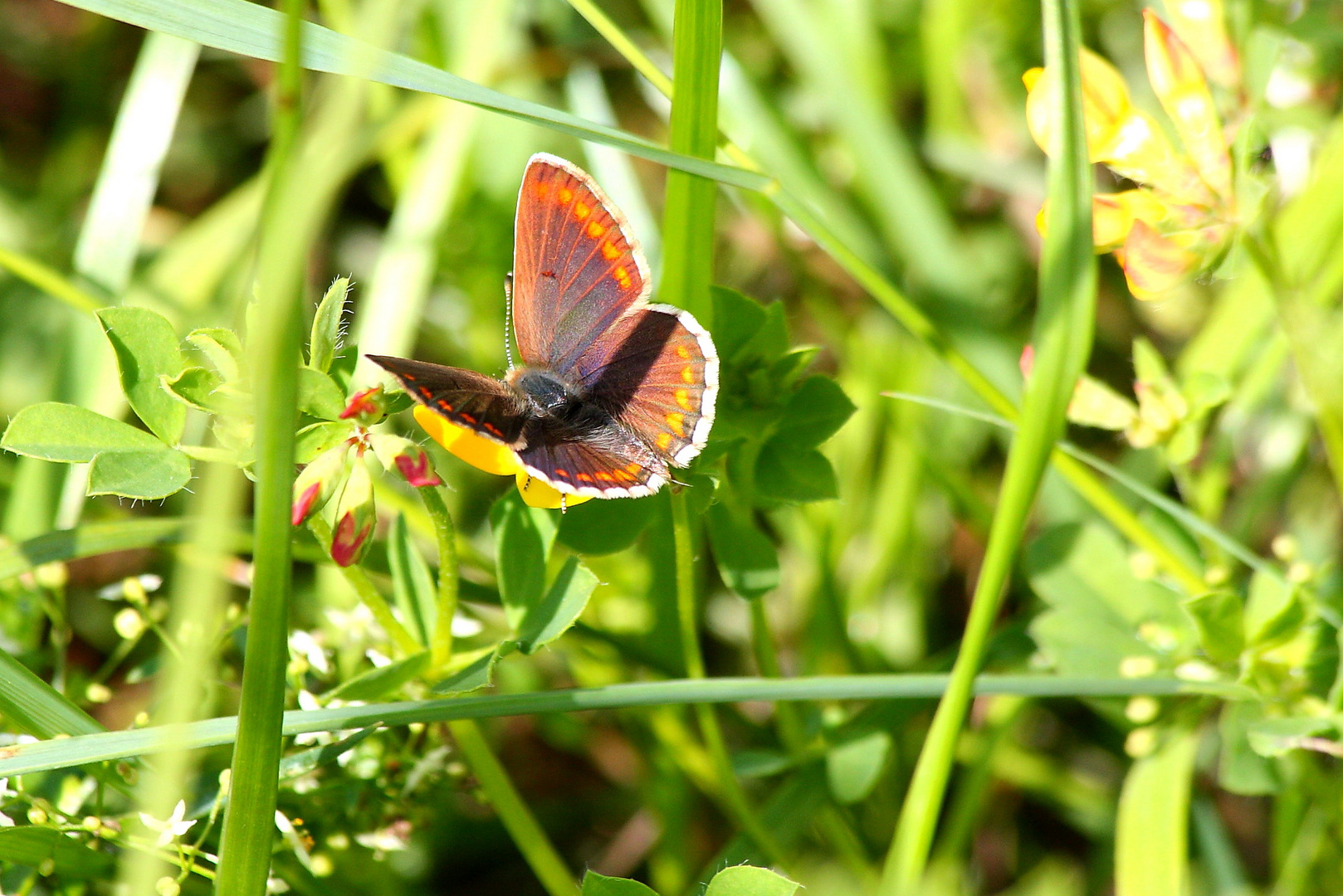 Schmetterling