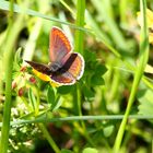 Schmetterling