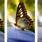 Schmetterling