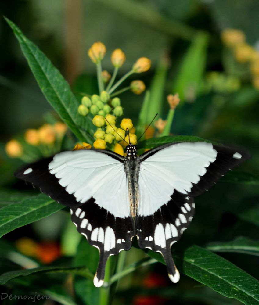 Schmetterling