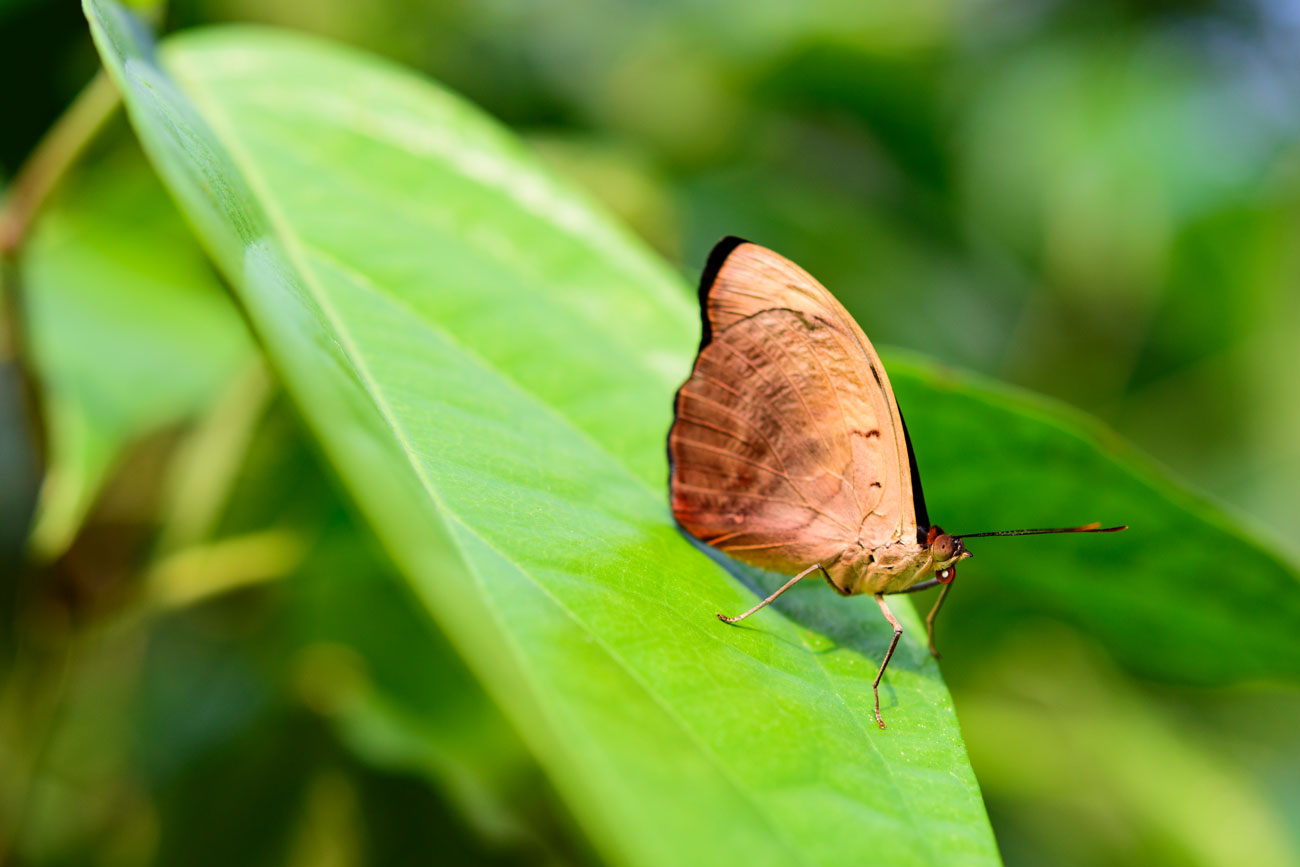 Schmetterling