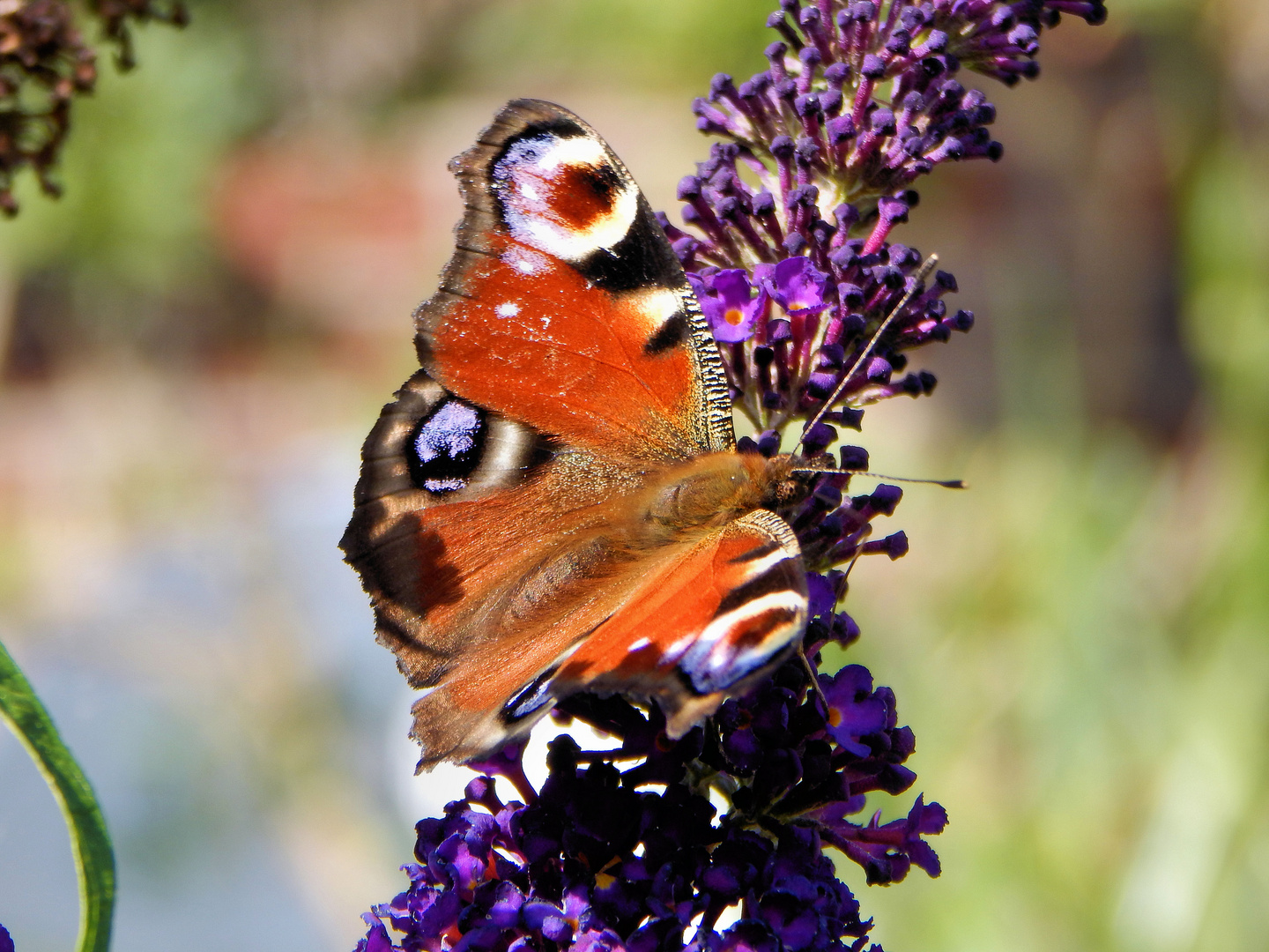 Schmetterling