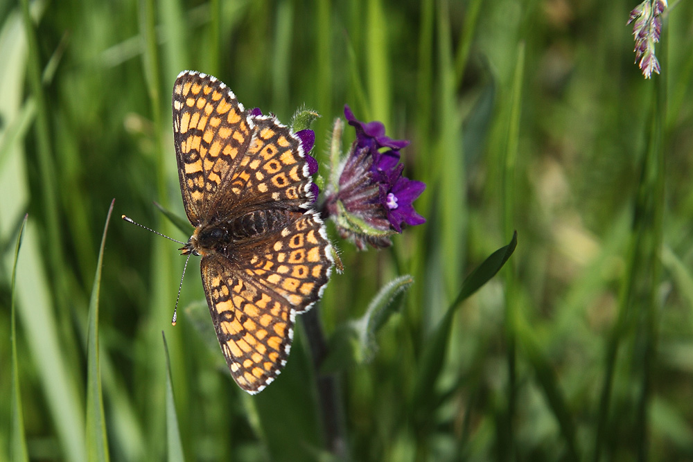 Schmetterling