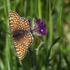 Schmetterling