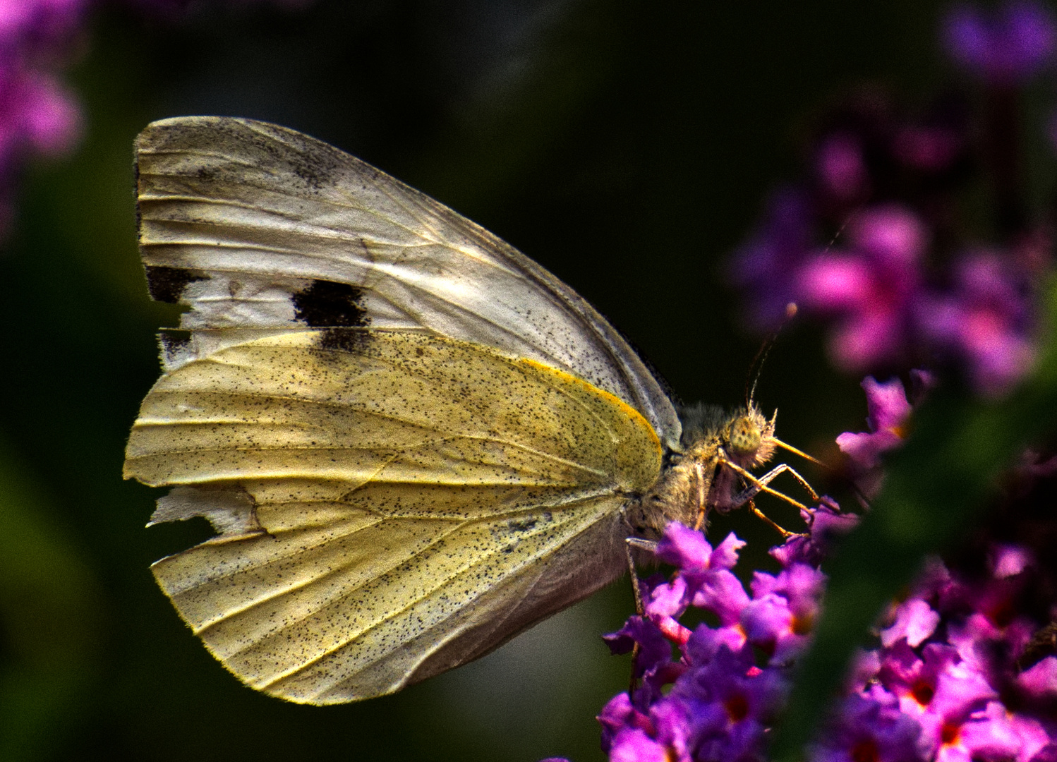 Schmetterling