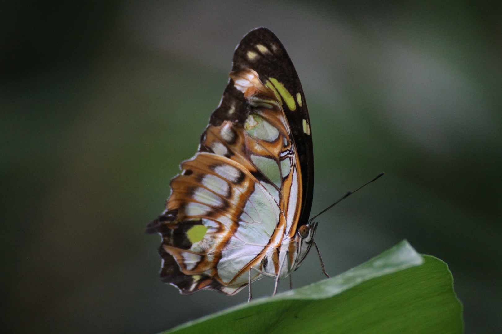 Schmetterling