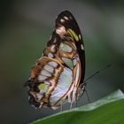 Schmetterling