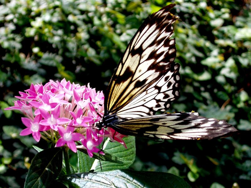 Schmetterling