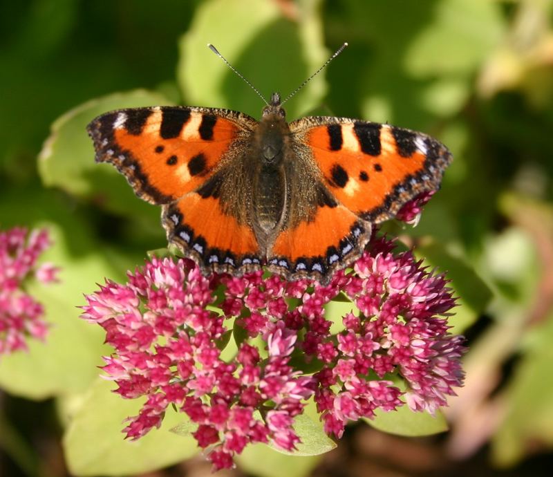 Schmetterling