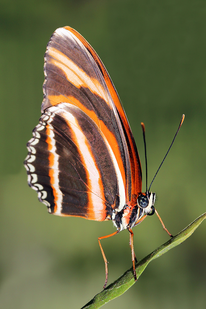 Schmetterling