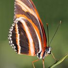 Schmetterling