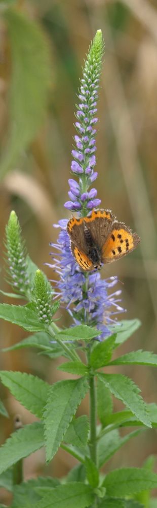 Schmetterling