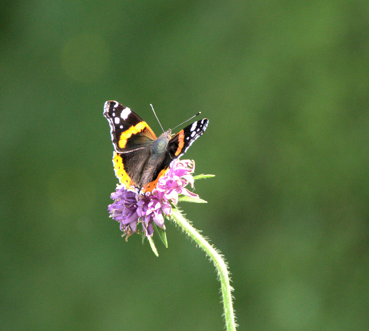 Schmetterling