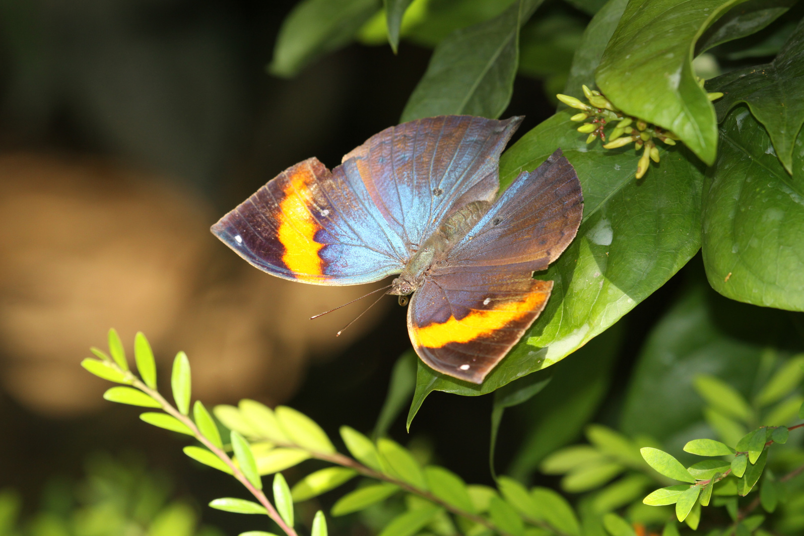 Schmetterling