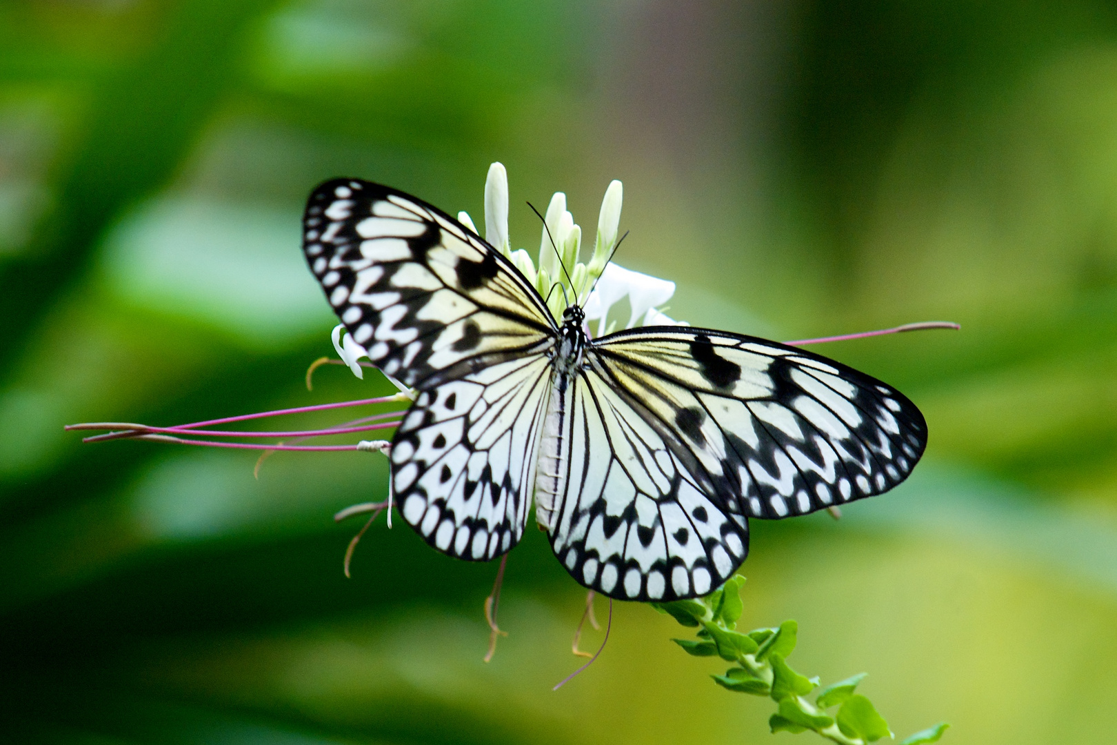 Schmetterling