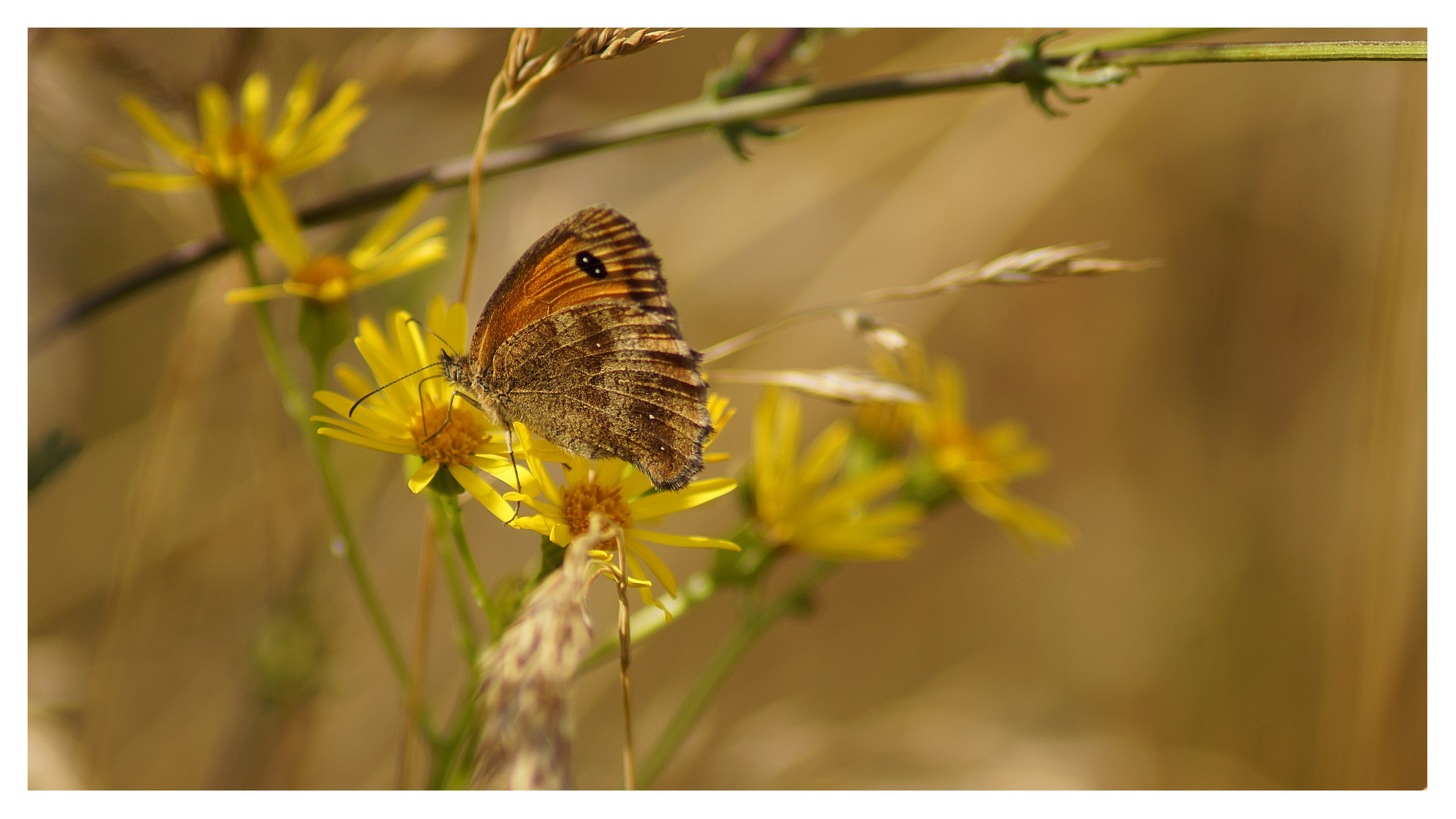 Schmetterling