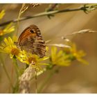 Schmetterling