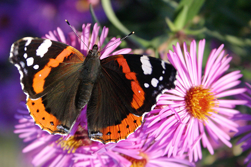 Schmetterling