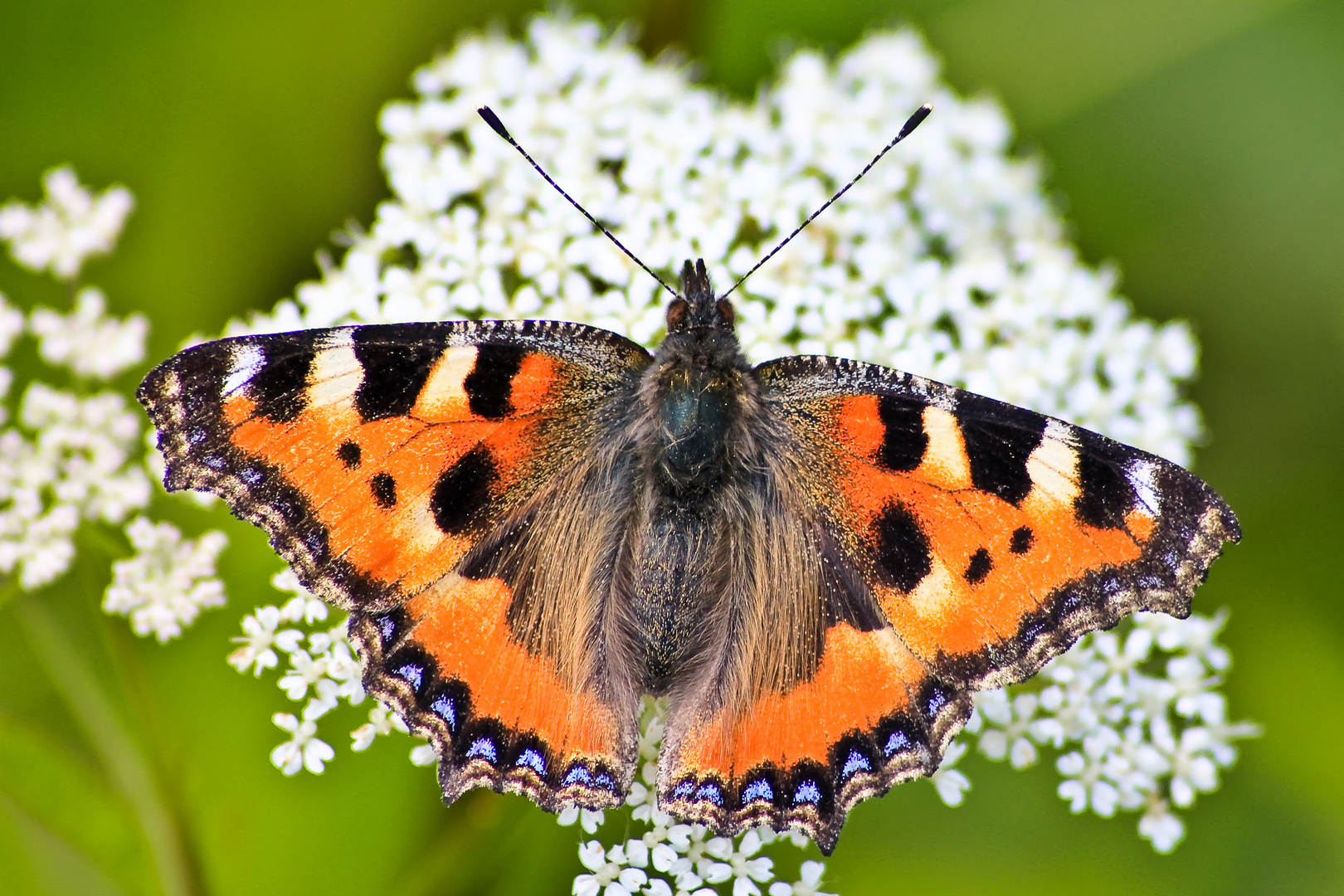 Schmetterling