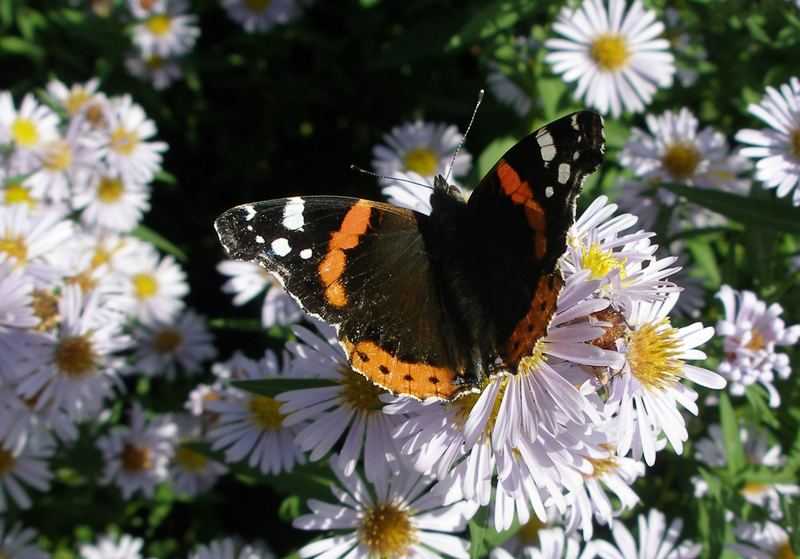 Schmetterling