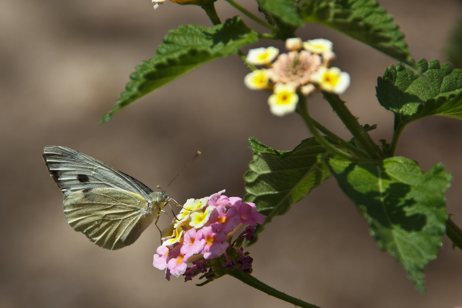 Schmetterling