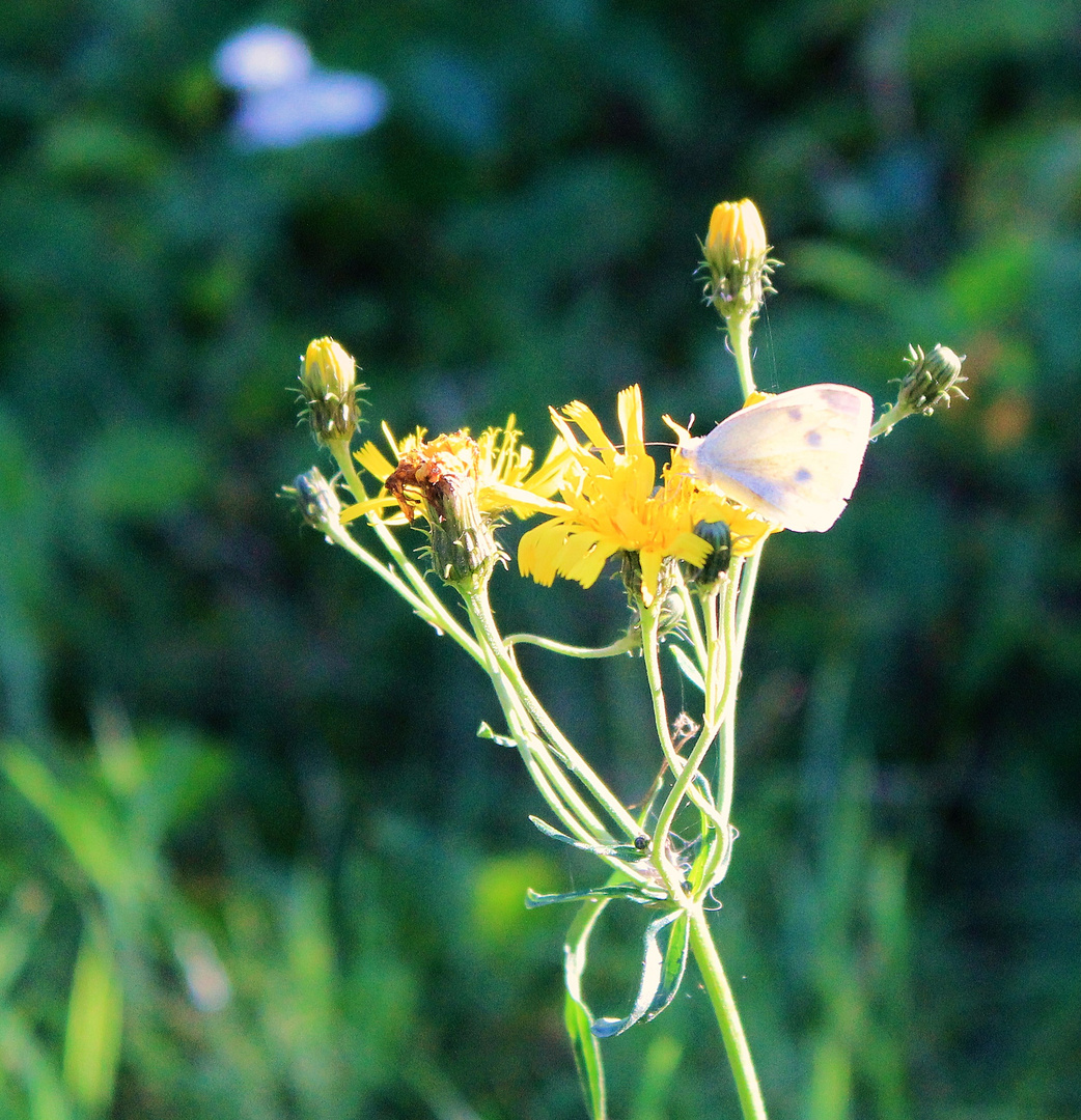 Schmetterling