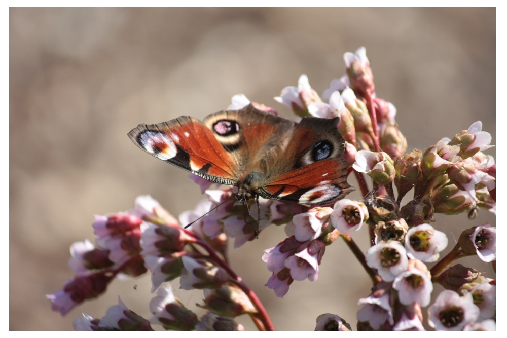 Schmetterling