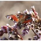 Schmetterling