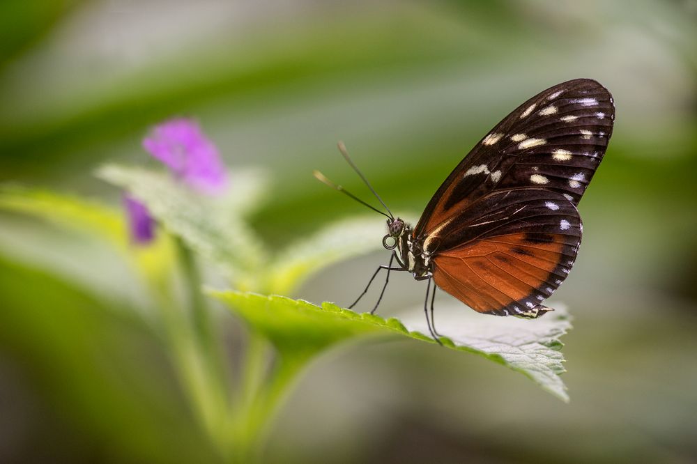 Schmetterling 9
