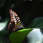 Schmetterling 9