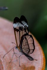 Schmetterling 9, Mainau