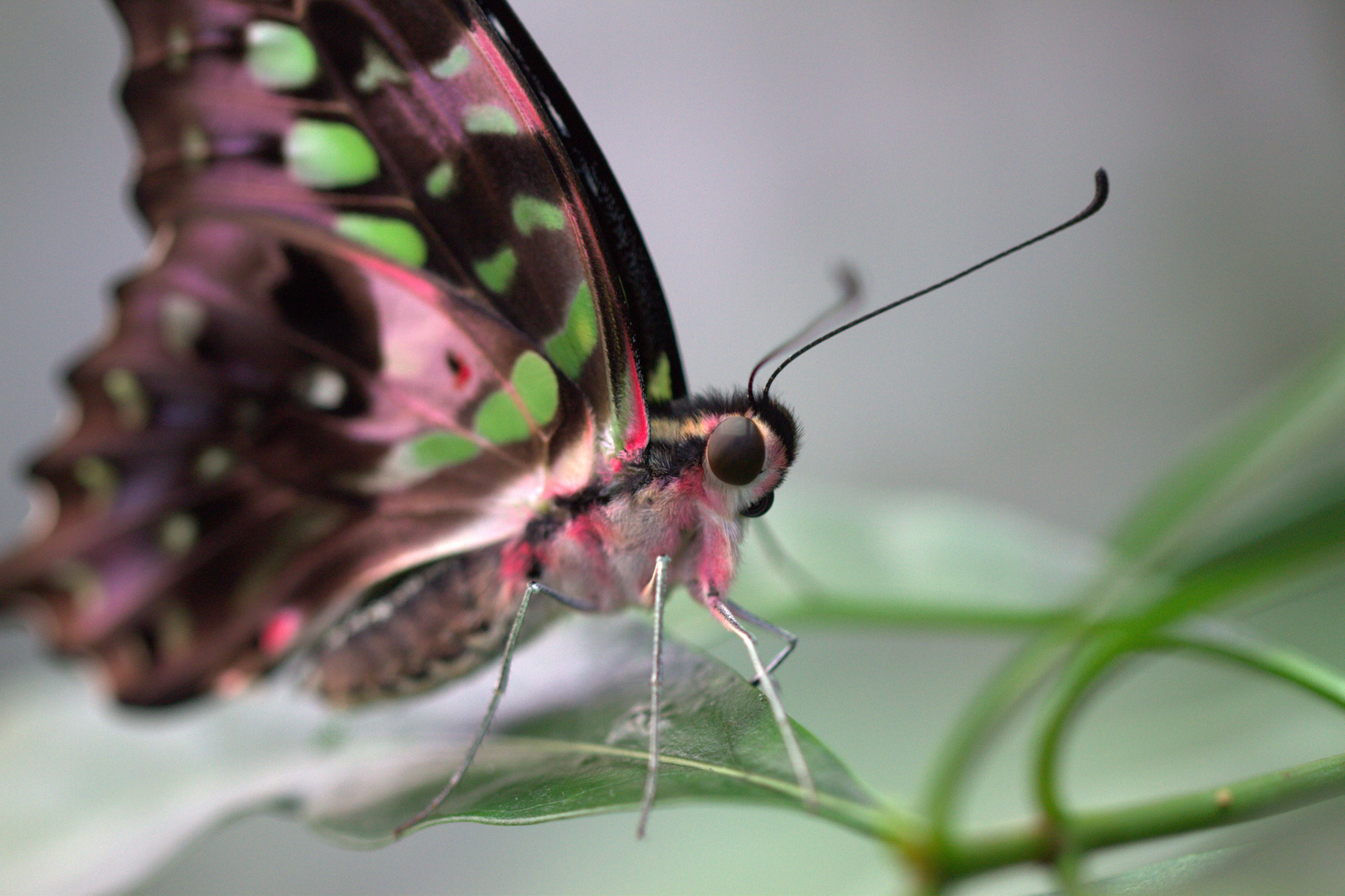 Schmetterling