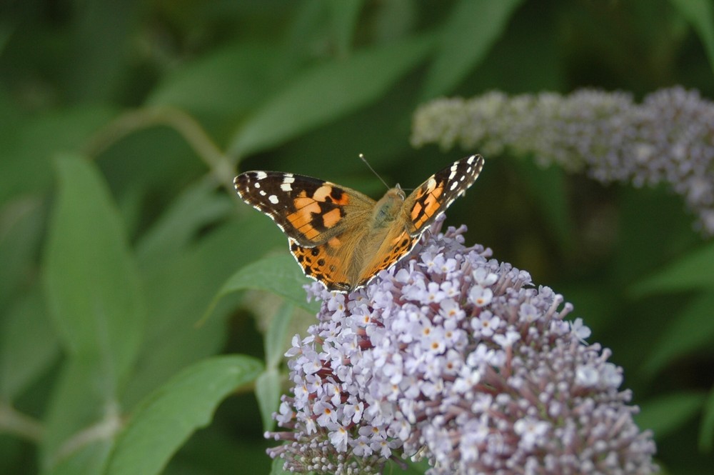 Schmetterling