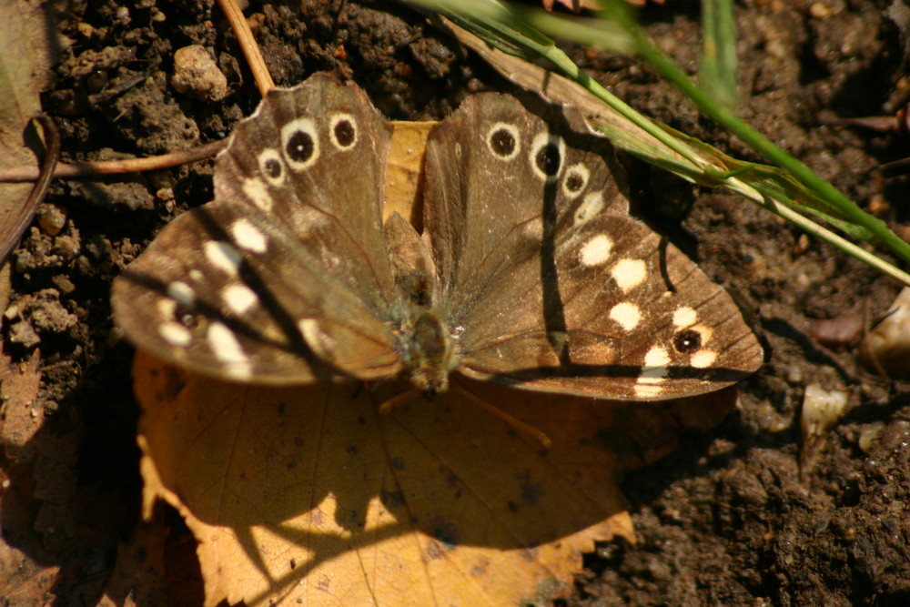 Schmetterling