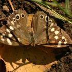 Schmetterling