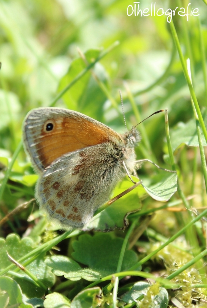 Schmetterling 