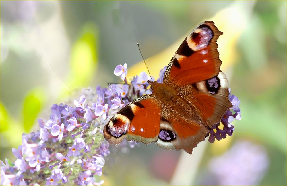 Schmetterling 