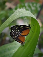 Schmetterling